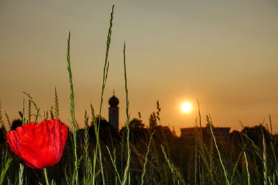 Close-up of red flowering plants on field against sky during sunset