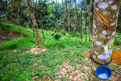 Close-up of tree trunk in forest