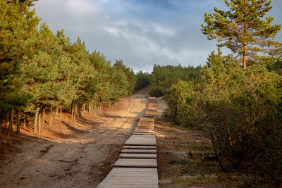 Empty footpath amidst trees against sky