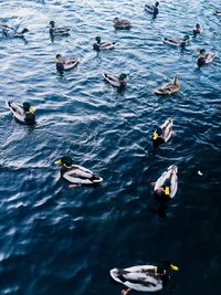 High angle view of ducks swimming in lake