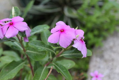 Close-up of pink flowers blooming outdoors