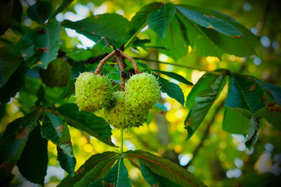 Close-up of berries growing on tree