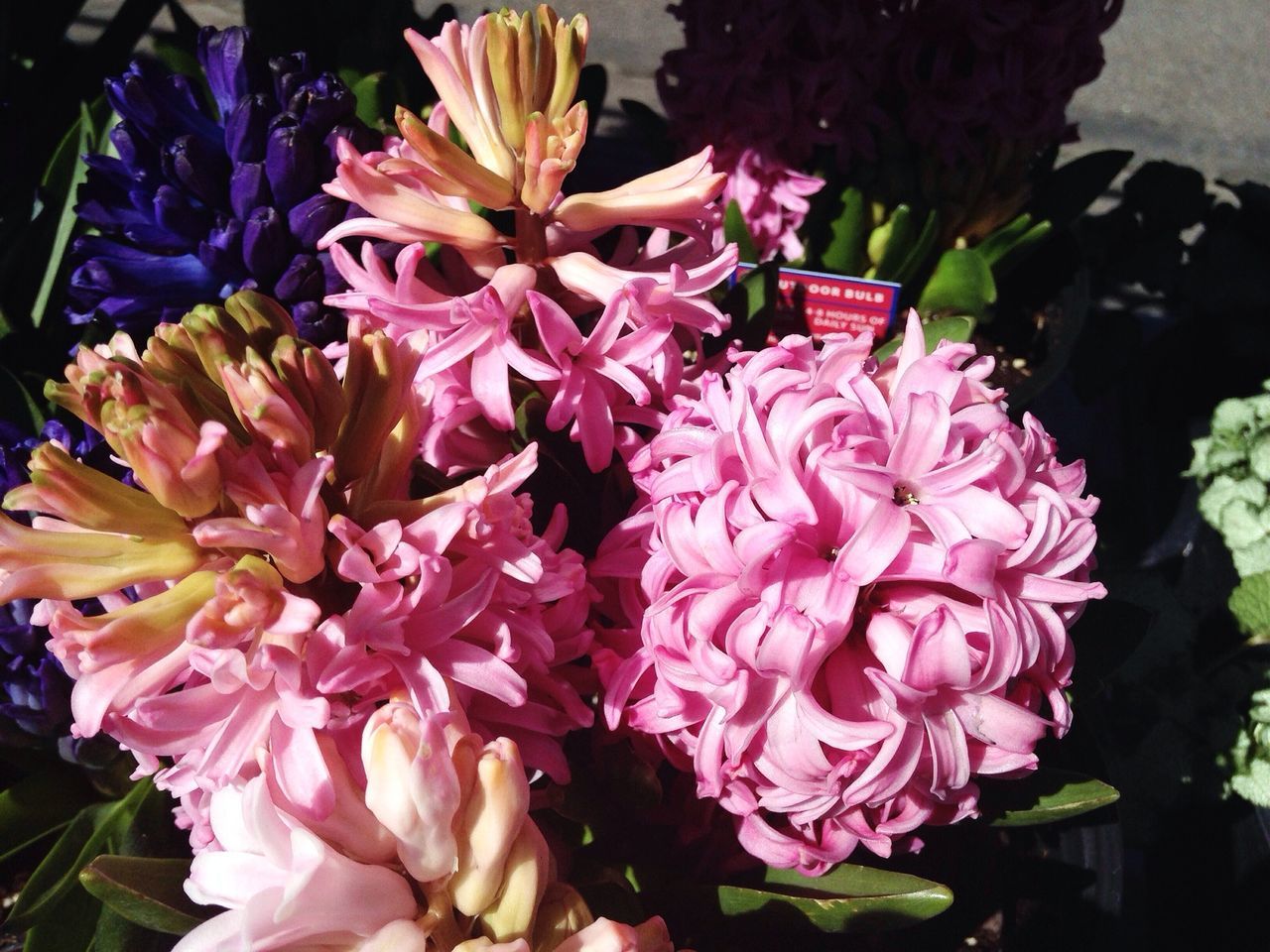 flower, petal, freshness, flower head, fragility, beauty in nature, pink color, growth, close-up, blooming, nature, high angle view, plant, bouquet, bunch of flowers, rose - flower, focus on foreground, in bloom, indoors, no people