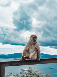 Monkey looking away on sea against sky