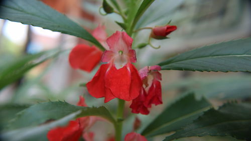 Close-up of red flowering plant