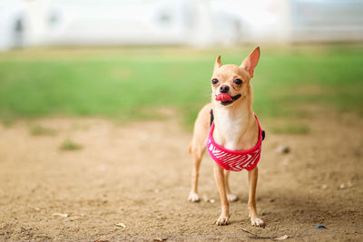 Portrait of dog