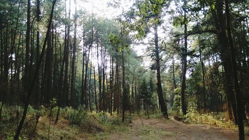 Trees in forest against sky