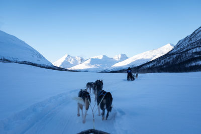 Sled dogs pulling with mountainous background. norway. point of view.