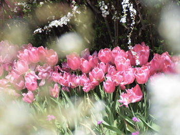 Close-up of pink flowers