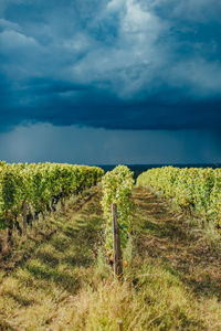 Scenic view of vineyard against sky