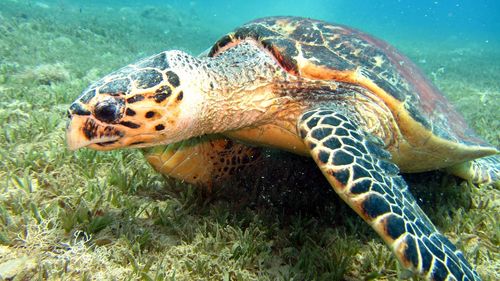 Close-up of turtle swimming in sea