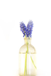 Close-up of flower vase against white background