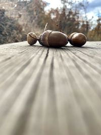 Close-up of shell on table