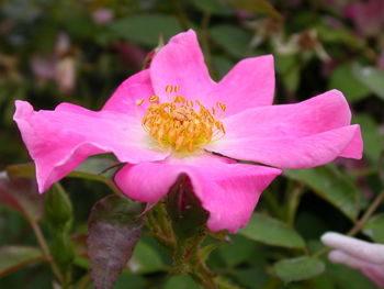 Close-up of pink flower blooming in park