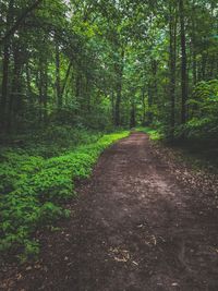 Dirt road amidst trees in forest