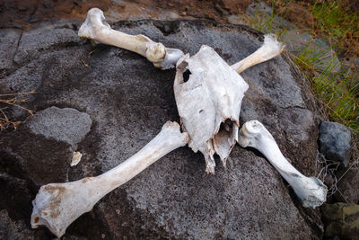 High angle view of animal skull