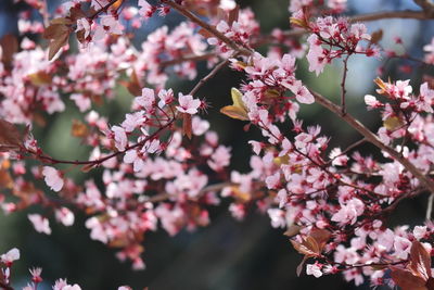 Close-up of white cherry blossom