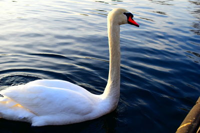 Swans swimming in lake