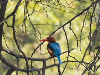 Close-up of white throated kingfisher bird perching on branch