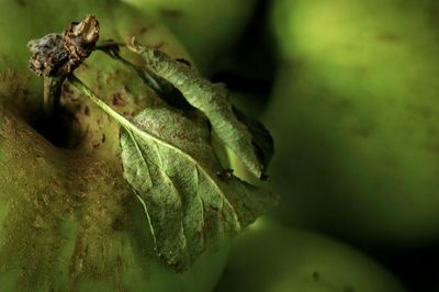 Close-up of leaf