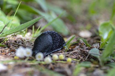 Close-up of butterfly on field