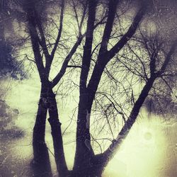 Shadow of tree on the ground