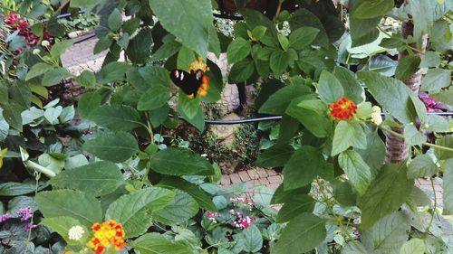 Orange flowers blooming outdoors