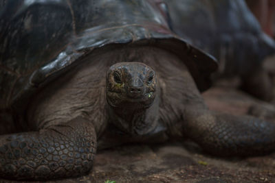 One giant turtle on seychelles, indian ocean, africa