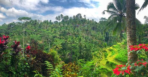 Scenic view of flowering plants and trees against sky