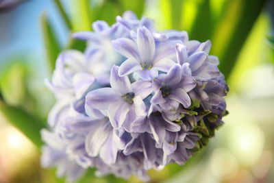 Close-up of purple flowers