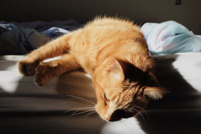 Close-up of cat lying on bed at home