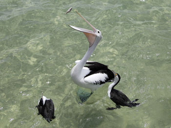 High angle view of fish falling in pelican beak on sea