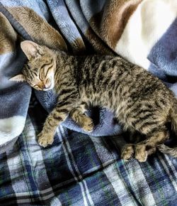 Close-up of a cat sleeping on bed