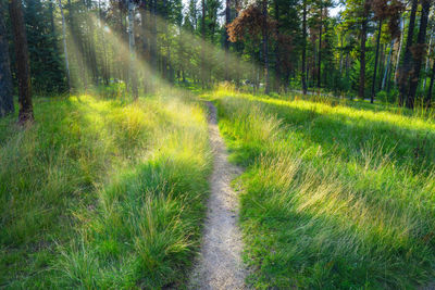 Scenic view of forest