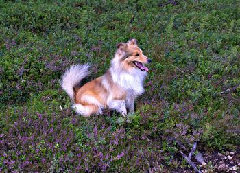 Dog on grass