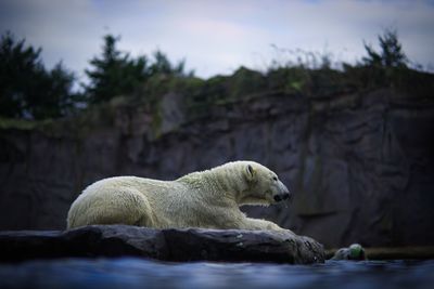 View of icebear on rock