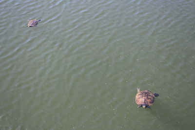 High angle view of duck swimming in lake