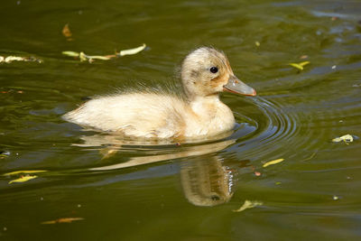 View of duck swimming in lake