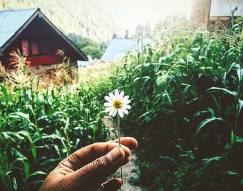 Close-up of hand holding flowers