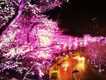 Flowers growing on tree at night