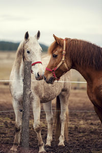 Dirty horses in a muddy riding arena with an electric fence in countryside horse riding ranch