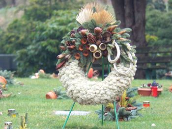 Close-up of a bird against plants