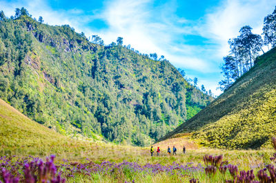 Panoramic shot of trees on landscape against sky