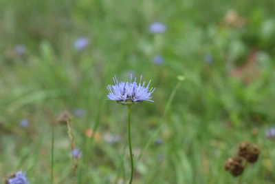 Close-up of flower blooming on field