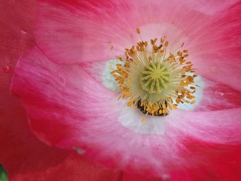 Extreme close-up of pink flower