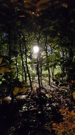 Sunlight streaming through trees at night