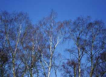 Low angle view of trees against clear blue sky