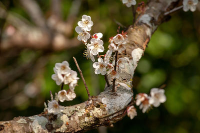 Close-up of white cherry blossoms in spring