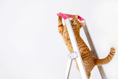 Funny young red cat is on construction ladder. the concept of repair, improvement, housewarming. 