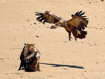 Close-up of eagle flying